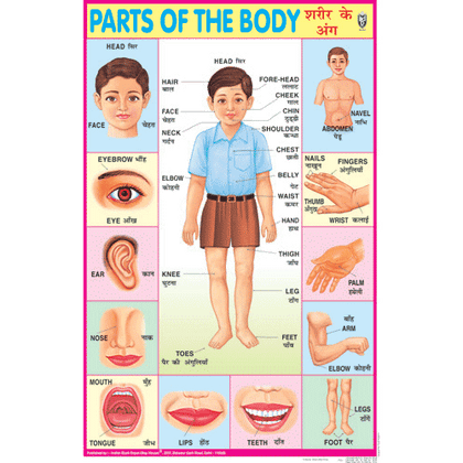 PARTS OF THE BODY CHART SIZE 50 X 75 CMS - Indian Book Depot (Map House)