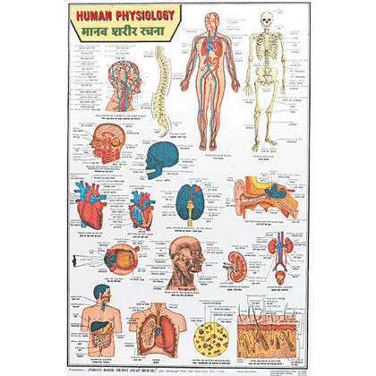 HUMAN PHYSIOLOGY (HINDI) CHART SIZE 50 X 75 CMS - Indian Book Depot (Map House)