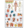 HUMAN PHYSIOLOGY (HINDI) CHART SIZE 50 X 75 CMS - Indian Book Depot (Map House)