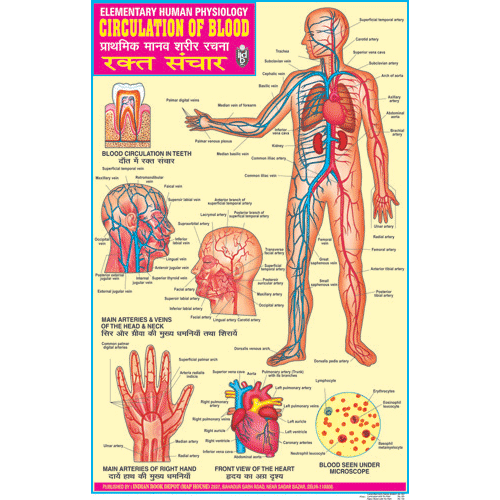 CIRCULATION OF BLOOD CHART SIZE 50 X 75 CMS - Indian Book Depot (Map House)