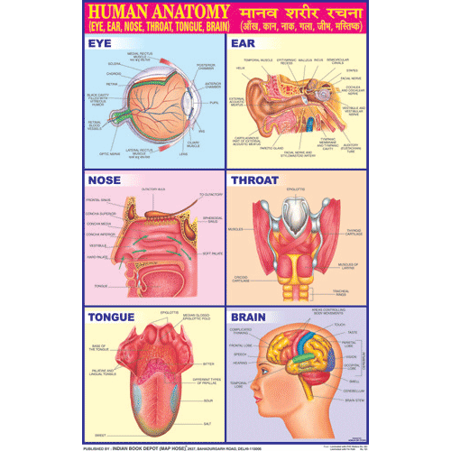 Ent Hand HUMAN ANATOMY (ENT) CHART SIZE 50 X 75 CMS
