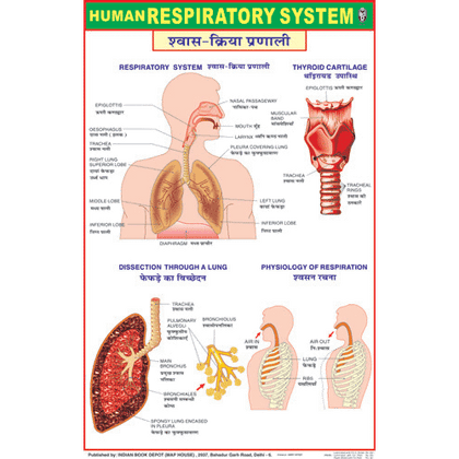 RESPIRATORY SYSTEM CHART SIZE 50 X 75 CMS - Indian Book Depot (Map House)