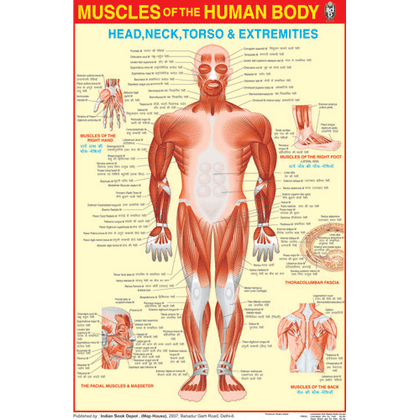 MUSCULAR SYSTEM CHART SIZE 50 X 75 CMS - Indian Book Depot (Map House)