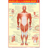 MUSCULAR SYSTEM CHART SIZE 50 X 75 CMS - Indian Book Depot (Map House)