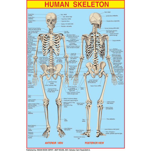 HUAMN SKELETON CHART SIZE 50 X 75 CMS - Indian Book Depot (Map House)