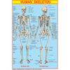 HUAMN SKELETON CHART SIZE 50 X 75 CMS - Indian Book Depot (Map House)