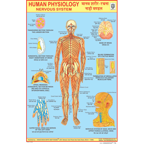 NERVOUS SYSTEM CHART SIZE 50 X 75 CMS - Indian Book Depot (Map House)