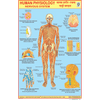 NERVOUS SYSTEM CHART SIZE 50 X 75 CMS - Indian Book Depot (Map House)