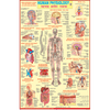 HUMAN PHYSIOLOGY (ENGLISH) CHART SIZE 50 X 75 CMS - Indian Book Depot (Map House)