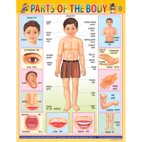 PARTS OF THE BODY CHART SIZE 55 X 70 CMS - Indian Book Depot (Map House)