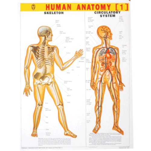 HUMAN ANATOMY (1) CHART SIZE 55 X 70 CMS - Indian Book Depot (Map House)
