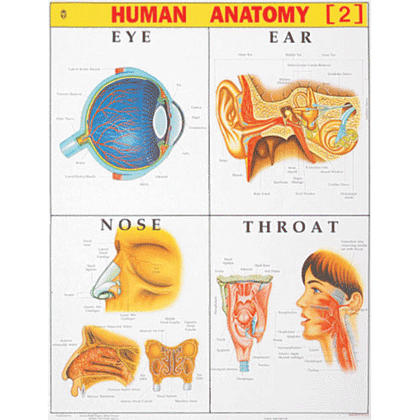 HUMAN ANATOMY (2) CHART SIZE 55 X 70 CMS - Indian Book Depot (Map House)
