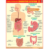 HUMAN ANATOMY (4) CHART SIZE 55 X 70 CMS - Indian Book Depot (Map House)