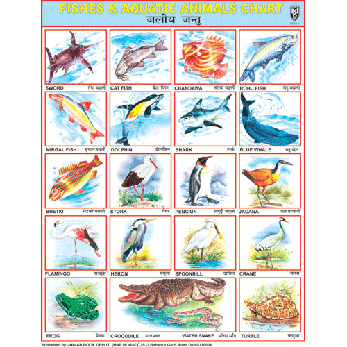 FISHES & AQUATIC ANIMALS CHART SIZE 55 X 70 CMS - Indian Book Depot (Map House)