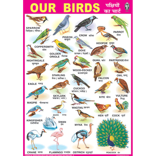 OUR BIRDS CHART SIZE 70 X 100 CMS - Indian Book Depot (Map House)