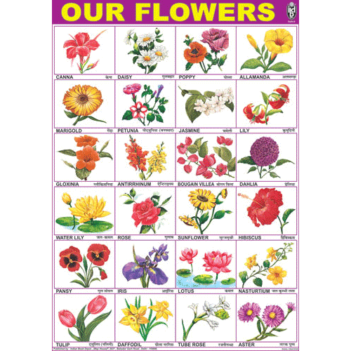 OUR FLOWERS CHART SIZE 70 X 100 CMS - Indian Book Depot (Map House)