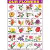 OUR FLOWERS CHART SIZE 70 X 100 CMS - Indian Book Depot (Map House)