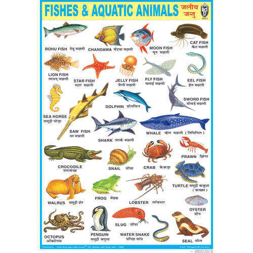 FISHES & AQUATIC ANIMALS CHART SIZE 70 X 100 CMS - Indian Book Depot (Map House)