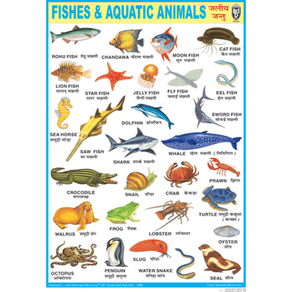 FISHES & AQUATIC ANIMALS CHART SIZE 70 X 100 CMS - Indian Book Depot (Map House)