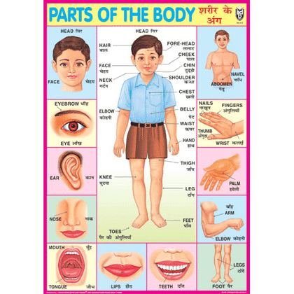PARTS OF THE BODY CHART SIZE 70 X 100 CMS - Indian Book Depot (Map House)