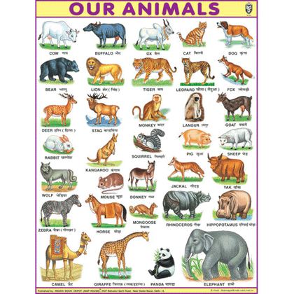 OUR ANIMALSJUMBO CHART SIZE 100 X 140 CMS - Indian Book Depot (Map House)